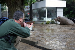 Powódź w Tbilisi. Z zoo uciekły zwierzęta