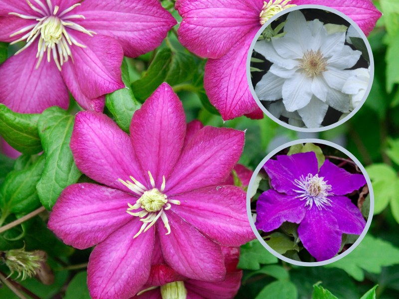Powojniki, inaczej clematisy to jedne z najpiękniejszych kolorowych kwiatów w ogrodzie /Pixel