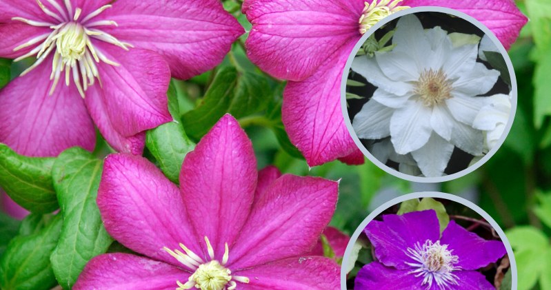 Powojniki, inaczej clematisy to jedne z najpiękniejszych kolorowych kwiatów w ogrodzie /Pixel