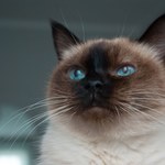 Powolne mruganie kota to ważny sygnał. Pupil próbuje ci coś powiedzieć 