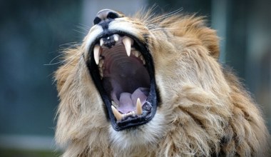 Powraca ogromny lew. Największy, jakiego znamy. Uznali, że będzie maskotką