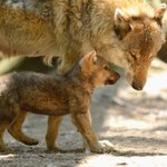 Powróciły w to miejsce w Polsce po 200 latach. Turyści zaskoczeni wilkami