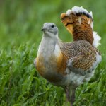 reintrodukcja Powrót dropia, największego ptaka Polski. Czy uda się przywrócić gatunek?