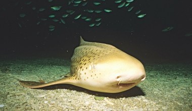 Powrót niezwykłych rekinów w cętki do oceanu. Wielka akcja zagrożonych ryb