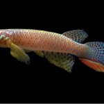 Powrót zza światów. Wymarła ryba odkryta w stawie po latach