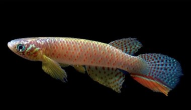 Powrót zza światów. Wymarła ryba odkryta w stawie po latach