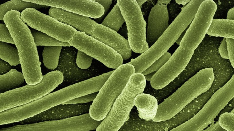 Powstają anty-antybiotyki, które spowolnią rozwój bakterii opornych na antybiotyki /Geekweek