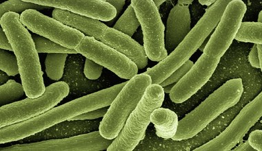 Powstają anty-antybiotyki, które spowolnią rozwój bakterii opornych na antybiotyki