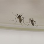 Powstaje globalna sieć wykrywania komarów