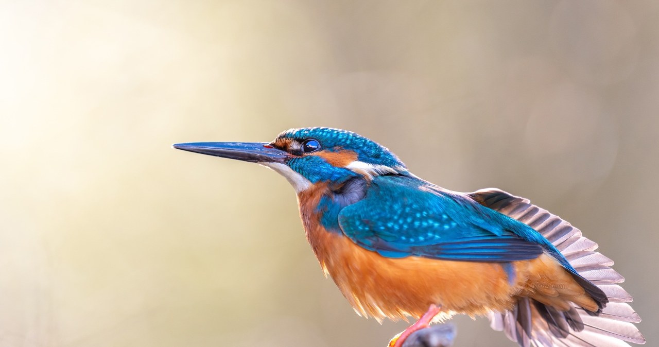 Powstaje Park Narodowy Doliny Dolnej Odry