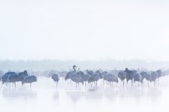 Powstaje Park Narodowy Doliny Dolnej Odry