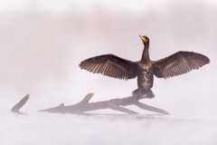Powstaje Park Narodowy Doliny Dolnej Odry