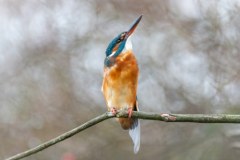 Powstaje Park Narodowy Doliny Dolnej Odry