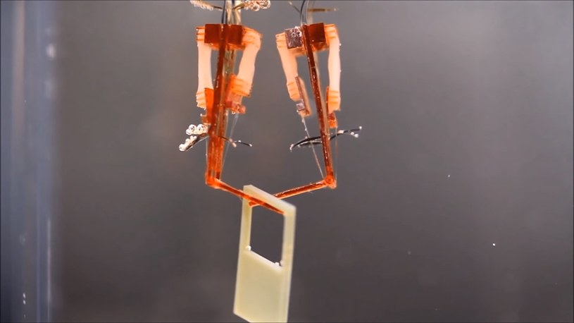 Powstał pierwszy robot biohybrydowalny, który porusza się dzięki żywej tkance /Geekweek