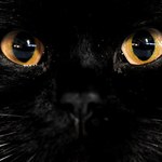 Powstał Ruch Obrony Czarnych Kotów
