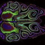 Powstała pierwsza mapa węchu. To przełom w neurobiologii