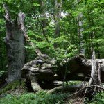 Powstały nowe rezerwaty przyrody. Jeden przyciągnie tłumy grzybiarzy