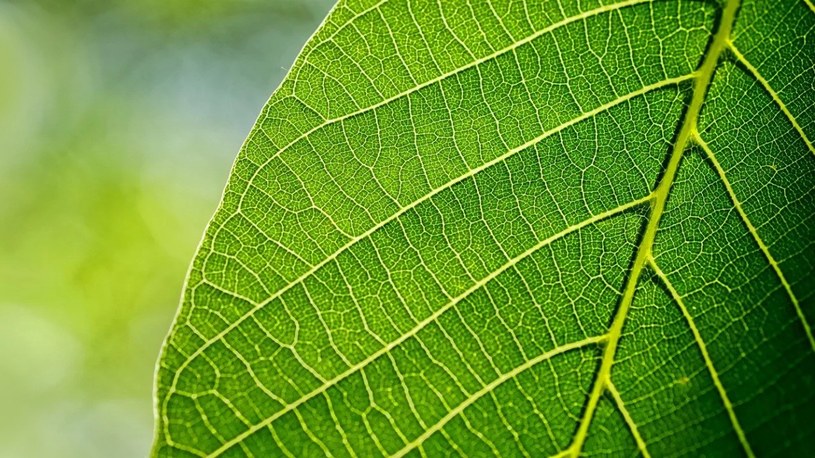 Powstały sztuczne liście, które zmieniają dwutlenek węgla w życiodajny tlen i paliwo /Geekweek