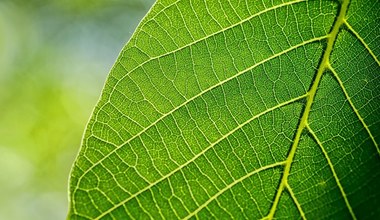 Powstały sztuczne liście, które zmieniają dwutlenek węgla w życiodajny tlen i paliwo