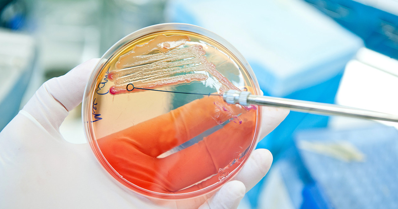 Powstaną nowe antybiotyki produkowane przez rzadkie bakterie? /123RF/PICSEL