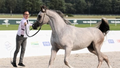 Powstanie rada ds. koni. Wśród jej członków były prezes stadniny w Michałowie