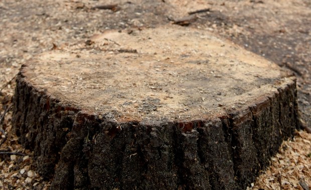 Powstrzymano wycinkę drzew w centrum Pruszkowa