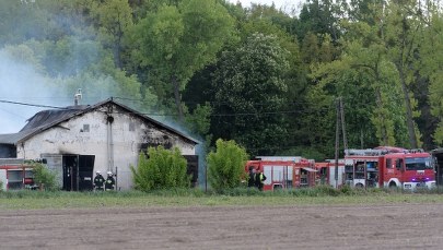 Pożal chlewni w Więckowicach. 2 tysiące świń zginęło