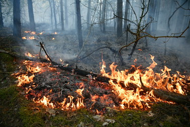 Pożar 100 hektarów lasu w rejonie Grójca. W gaszeniu bierze udział policyjny Black Hawk