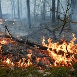 Pożar 100 hektarów lasu w rejonie Grójca. W gaszeniu bierze udział policyjny Black Hawk