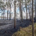 "Pożar był związany z pobytem ludzi". Dyrekcja parku składa zawiadomienie