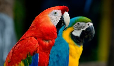 Pożar galerii handlowej w Poznaniu. Spłonęła papugarnia, nie żyje 60 papug