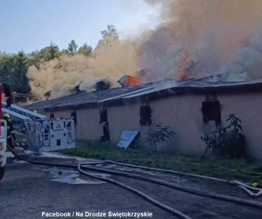 Pożar kurnika w Świętokrzyskiem. W budynku było prawie 30 tys. kurcząt