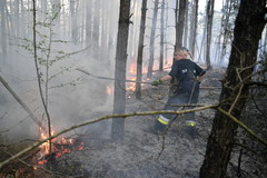 Pożar lasów w powiecie grójeckim