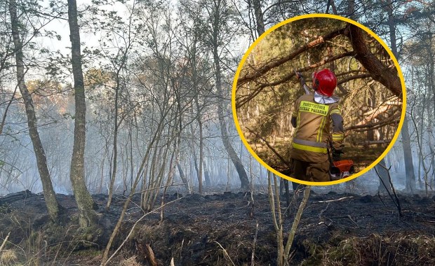 Pożar lasu niedaleko Kołobrzegu. Ważny apel lokalnych władz