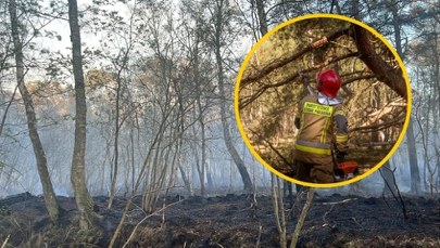 Pożar lasu niedaleko Kołobrzegu. Ważny apel lokalnych władz