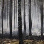 Pożar lasu. Strażacy znaleźli spalone auto i zwłoki mężczyzny