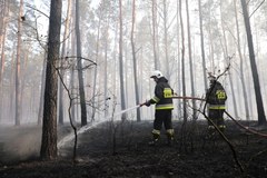 Pożar lasu w Cieksynie