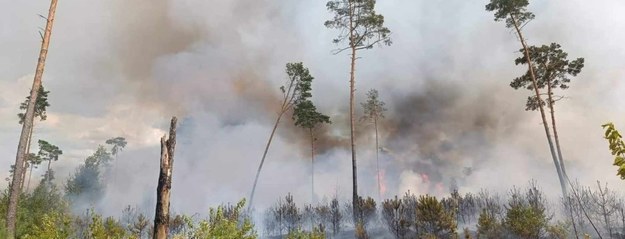 Pożar lasu w Cielimowie /Gorąca Linia RMF FM