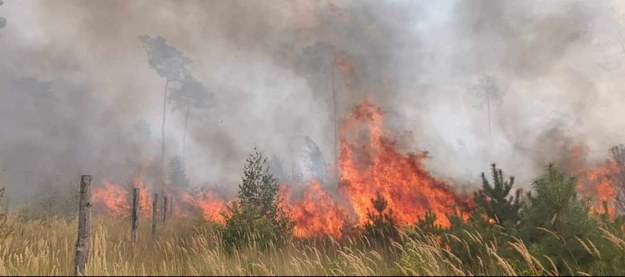 Pożar lasu w Cielimowie /Gorąca Linia RMF FM