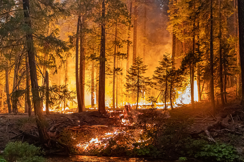 Pożar lasu w Kalifornii. /Michael Nigro /Agencja FORUM
