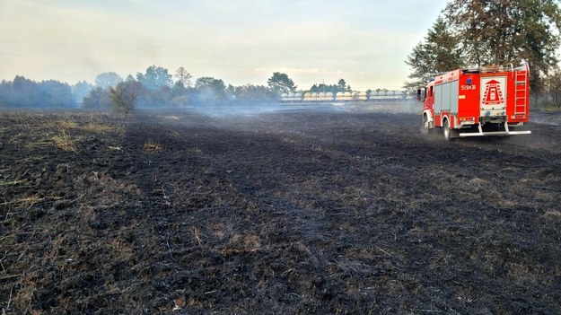 Pożar lasu w okolicy Niska /Straż Pożarna /