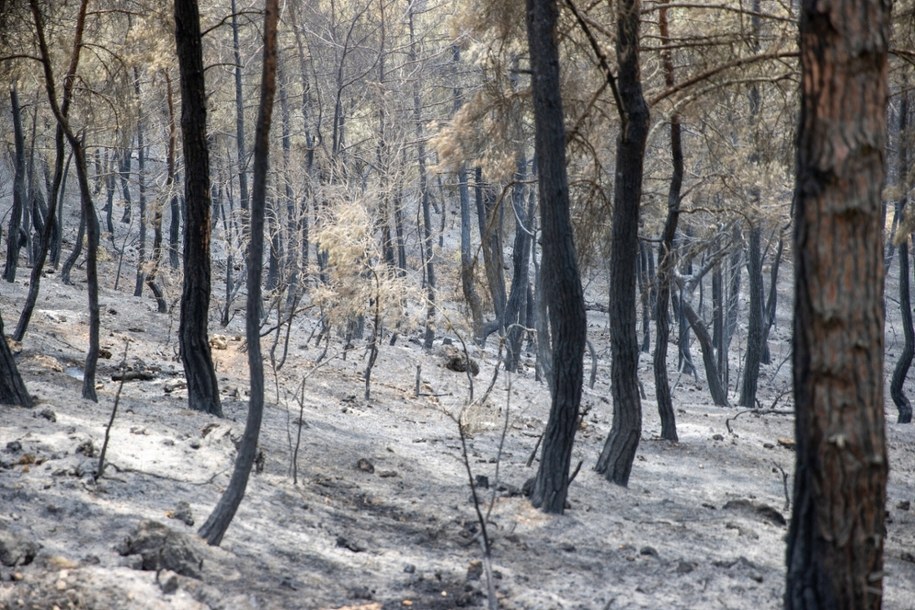 Pożar lasu w prowinicji Sakarya. 29.06.2025 r. /Ibrahim Yozoglu/Anadolu/ABACAPRESS.COM /East News