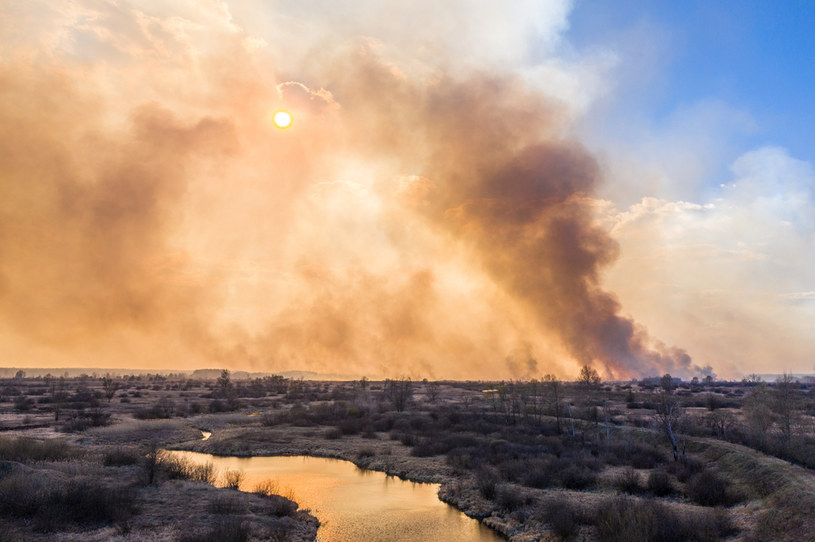 Pożar lasu w strefie czarnobylskiej /VOLODYMYR SHUVAYEV /AFP