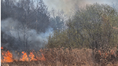 Pożar lasu w Świętokrzyskiem. Z ogniem walczyło 20 zastępów straży