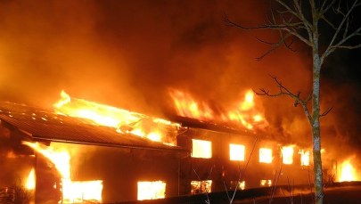 Pożar na farmie w Niemczech. Spłonęło 86 wielbłądów