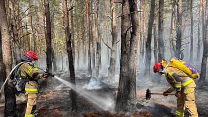 Pożar na Mazowszu. "Wiatr zdecyduje czy sytuacja zostanie opanowana" 