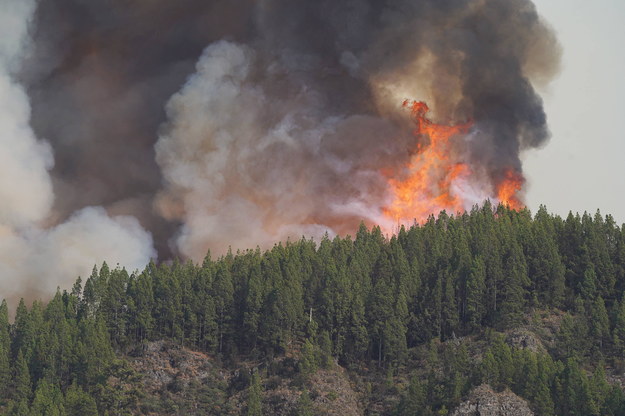 Pożar na Teneryfie na zdjęciu z 17 sierpnia br. /Europa Press/ABACA  /PAP/Abaca