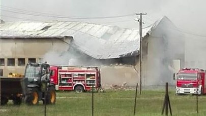 Pożar owczarni koło Kościana. W środku były zwierzęta