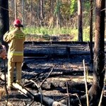 Pożar Puszczy Białowieskiej na granicy. Białoruś nie reagowała