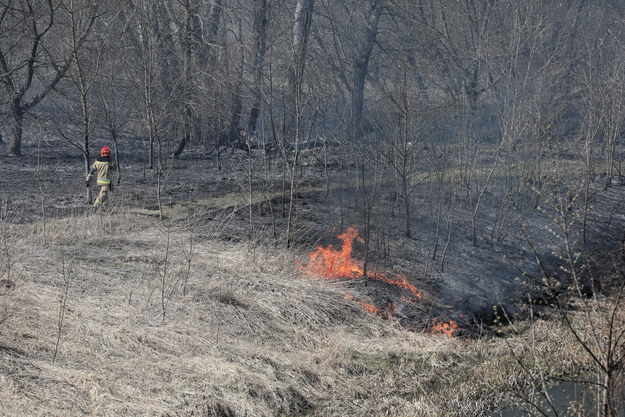 Pożar traw w okolicy ulicy Droga Golfowa przy Wale Miedzeszyńskim w Warszawie / 	Paweł Supernak   /PAP